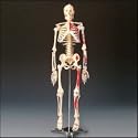 Painted and Numbered Big Tim Skeleton Model CMS65