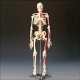 Painted and Numbered Big Tim Skeleton Model CMS65
