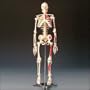 Painted and Numbered Big Tim Skeleton Model CMS65