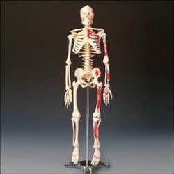 Painted and Numbered Big Tim Skeleton Model CMS65
