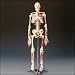 Painted and Numbered Big Tim Skeleton Model CMS65