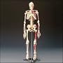 Painted and Numbered Big Tim Skeleton Model CMS65