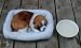 Realistic Breathing Stuffed animal St. Bernard