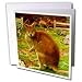 SmudgeArt Kangaroo Designs - Cousin Kangaroo - Greeting Cards-12 Greeting Cards with envelopes