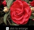 Tom Knudsen Camellia, Five Gallon Container by Monrovia Growers