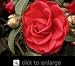 Tom Knudsen Camellia, Five Gallon Container by Monrovia Growers