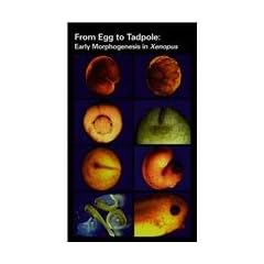 From Egg to Tadpole: Early Morphogenesis in Xenopus