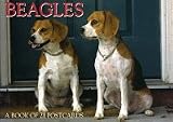 Beagles (For the Love of)
