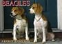 Beagles Postcard Book (For the Love of)