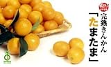 宮崎の太陽のめぐみ 完熟金柑 たまたま 秀品 1ｋｇ箱