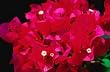 Bougainvillea Barbara Karst Five Gallon