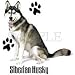 Siberian Husky Womens Scoop Neck T-Shirt