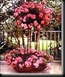 Pink Floral Carpet Rose Two Gallon