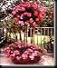 Pink Floral Carpet Rose Two Gallon