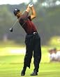 Tiger Woods PGA Golf 8x10 Photograph Swinging Driver