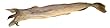 Stock Fish, approx. 1.5-2.0lb