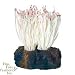 Marineland Long Tentacle Anemone White
