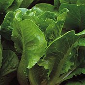 Organic Little Caesar Romaine Lettuce