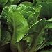 Organic Little Caesar Romaine Lettuce 450 Seeds