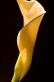 Wholesale Mini Calla Lilies, Cream Color