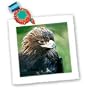 Birds - Golden Eagle - Quilt Squares