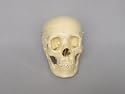 Life Size Plastic Human Skull Model