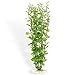 Aquatic Gardens Extra Large Aquarium Plant