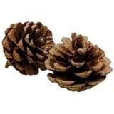 Peters Rabbit Pine Cone Treat