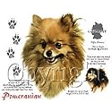 Pomeranian Womens Scoop Neck T-Shirt