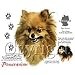 Pomeranian Adult T-Shirt