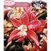 Orchids 2009 Calendar