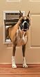 Freedom Aluminum Pet Door - Large