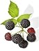 Virgin Extracts (TM) Premium Raw Freeze Dried Organic Black Raspberry Powder Extract Concentrate 8oz Pouch (5 X Stronger) Black Raspberry Powder Raspberries Superfood