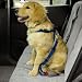 Guardian Gear Car Harnesses