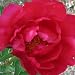 Peony 