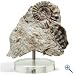 Fundstück Sammlerstufe Versteinerung Ammonit - Mineralien und Fossilien ca 7 - 10 cm im Durchmesser, wird in attraktiver Sammlungs-Box zusammen mit Plexiglas-Aufsteller und ausführlicher Beschreibungskarte sowie Zertifikat geliefert
