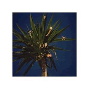 The Mountain Goats - Alpha In Tauris Lyrics - Zortam Music