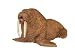 Walrus, Wild Safari