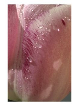 Cover image : Tulipa 