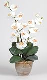 Double Stem Phalaenopsis Silk Flower Arrangement - Cream - B000I6JJUS
