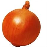 【メール便配送】　国華園　野菜たね　タマネギ　F1つり玉パーフェクト　1袋(5ml入)