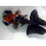 これは綺麗　蝶尾出目金　キャリコ　2才　上物【こだわりの生体をお届けします　名生園】