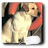 Dogs Labrador Retriever - Yellow Labrador Lab - Mouse Pads