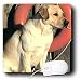 labrador31  - Dogs Labrador Retriever Yellow Labrador Lab Mouse Pads