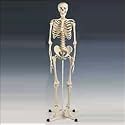 Anatomical Chart Co. Mr. Plain Skeleton Articulated Adult Human Skeleton Item #: A10