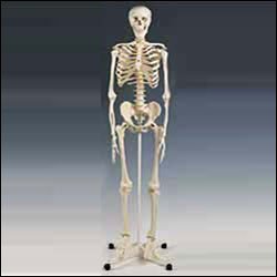 Anatomical Chart Co Mr Plain Skeleton Articulated Adult Human Skeleton Item # A10