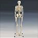 Anatomical Chart Co. Mr. Plain Skeleton Articulated Adult Human Skeleton Item #: A10