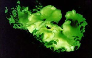 Ghost Fungus Growing Spawn Plugs 40 count