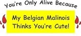 You're Only Alive Because My Belgian Malinois Thinks You're Cute! Short Sleeve T-Shirt (Various Shirt Color Choices)