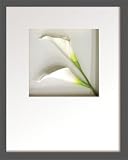 �s�t�����[�t���[���tHana concept frame Calla I�i�J���[1�j